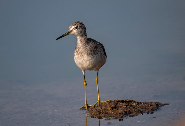 A Shorebird On The Marsh