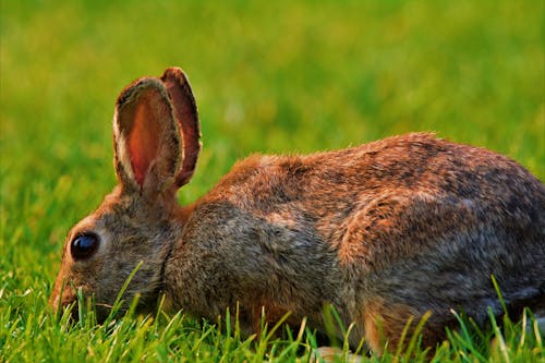 免费 兔子, 動物, 可愛 的 免费素材图片 素材图片