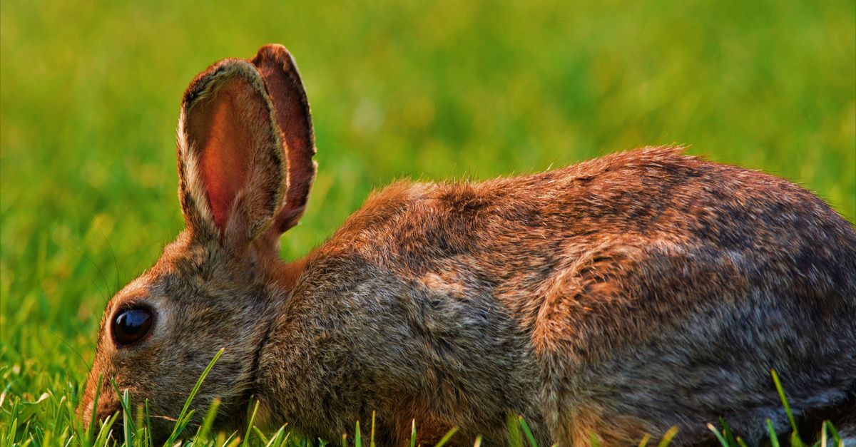 Close-up of a Rabbit on a Grass Field · Free Stock Photo