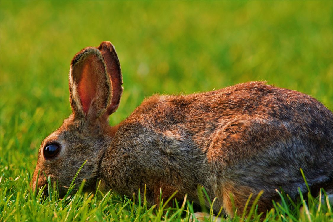 Close-up of a Rabbit on a Grass Field · Free Stock Photo