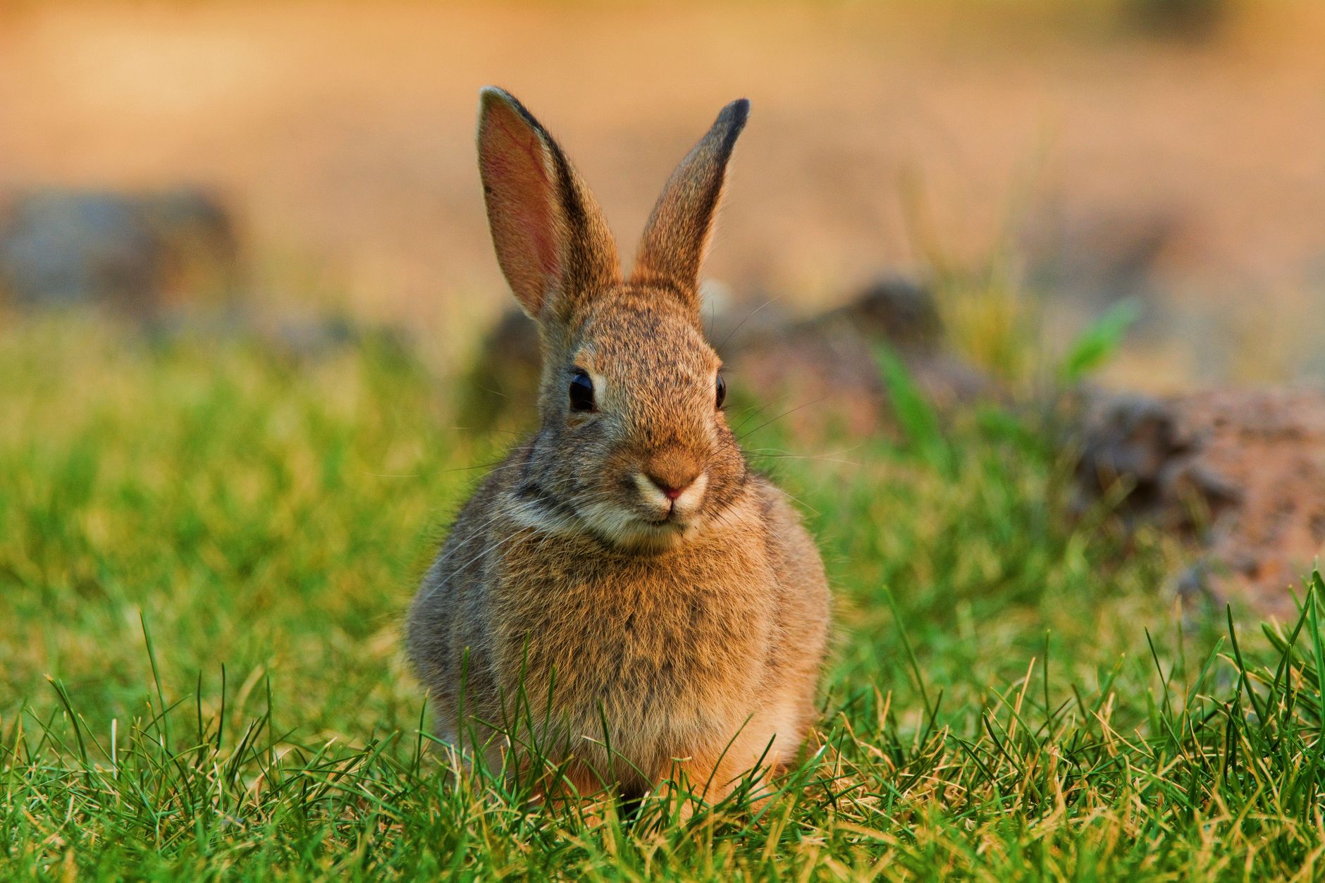 Healthcare and wellness consultation for a rabbit