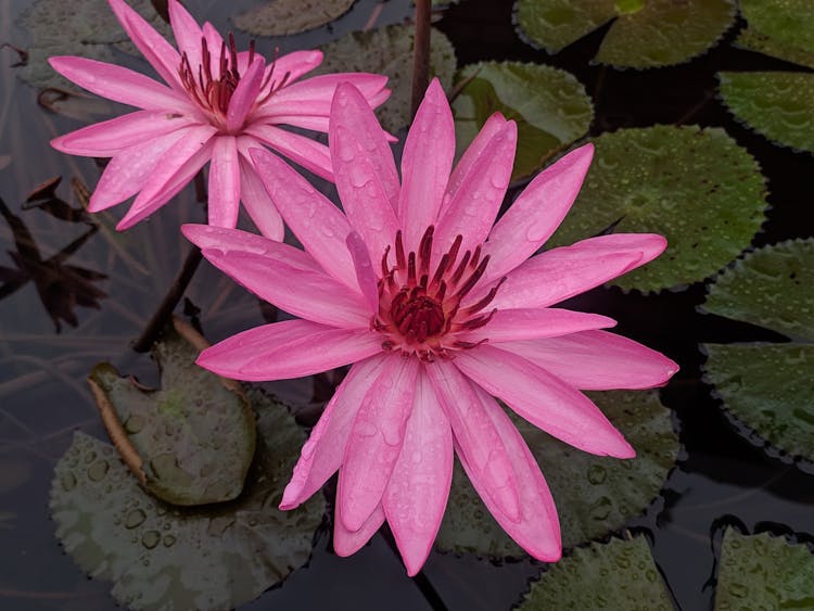 Pink Lotus Flowers Blooming In A Pond