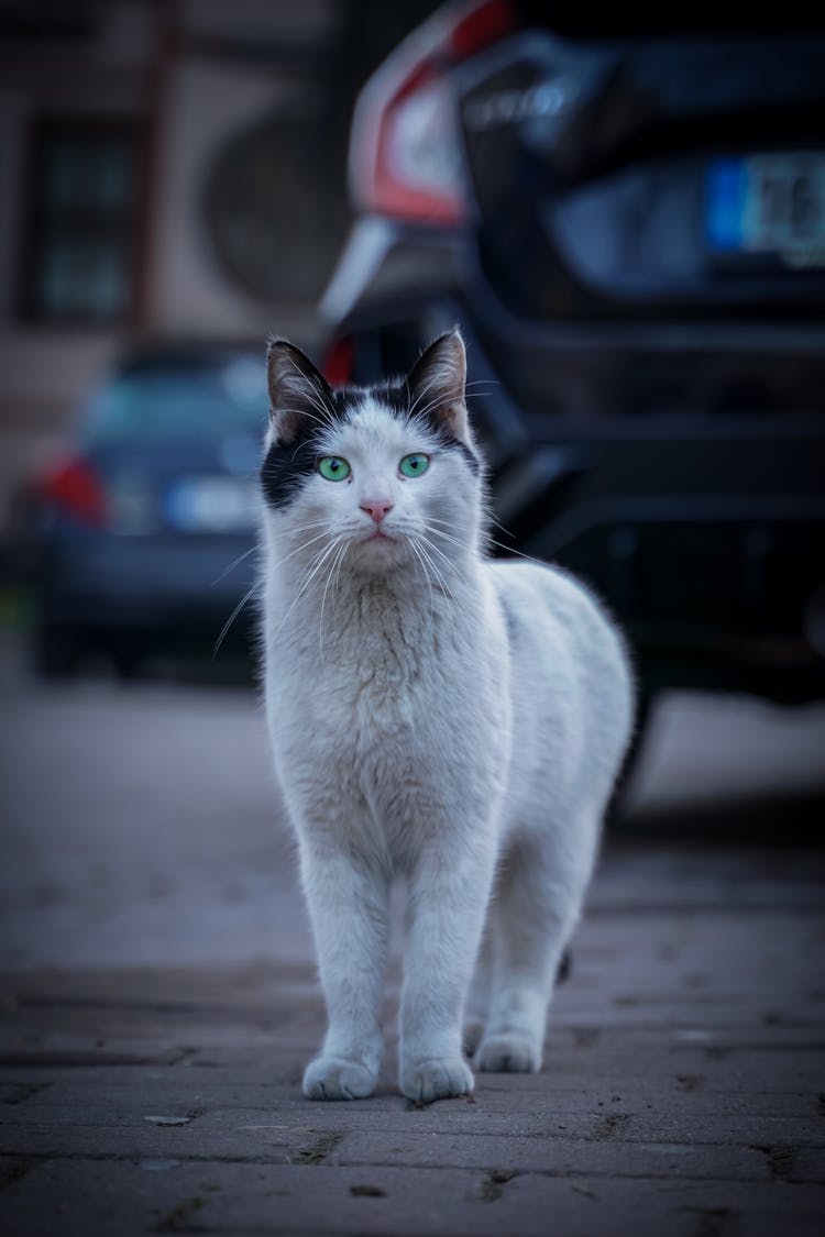 Cat On Street