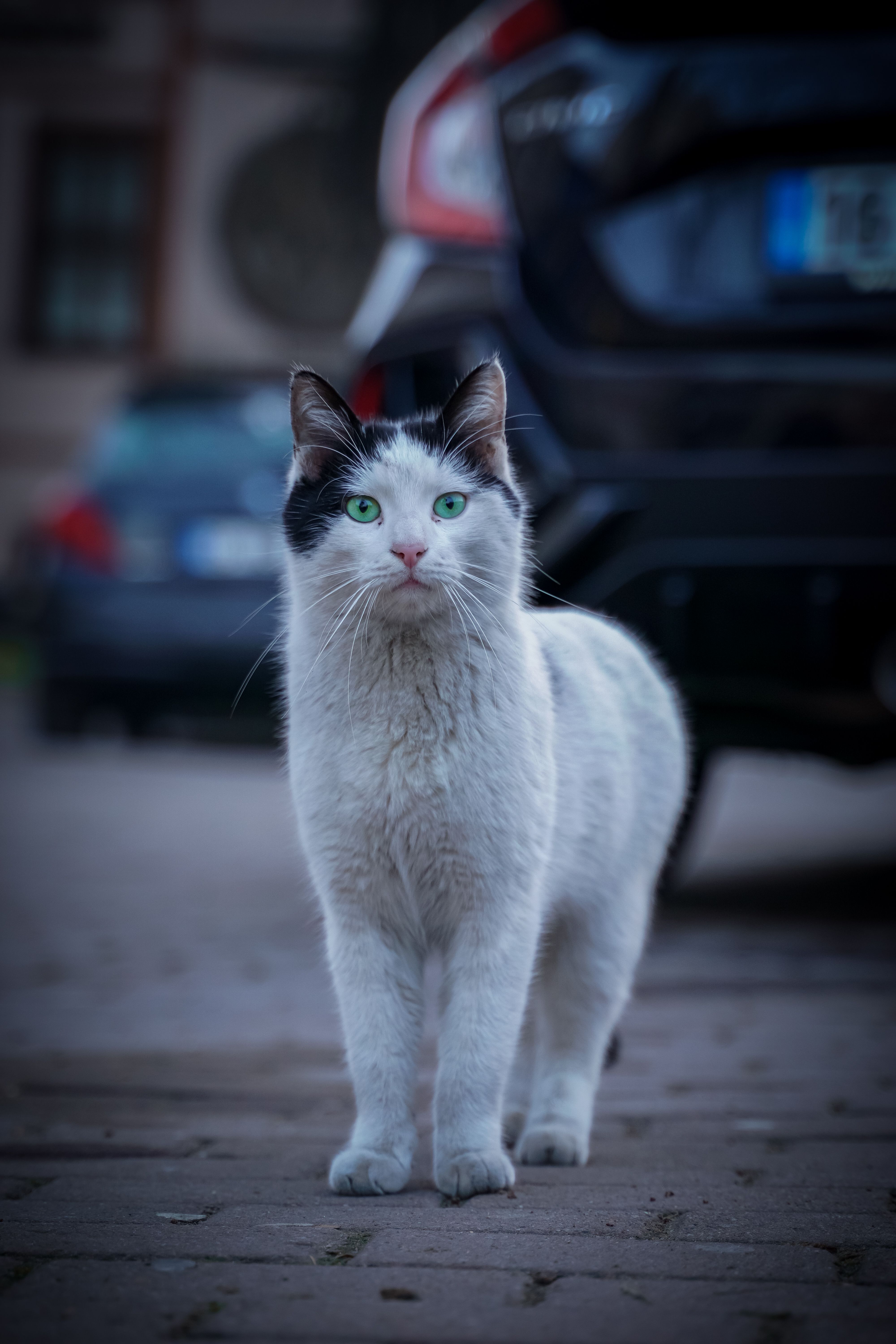 A white and black cat standing on the street · Free Stock Photo