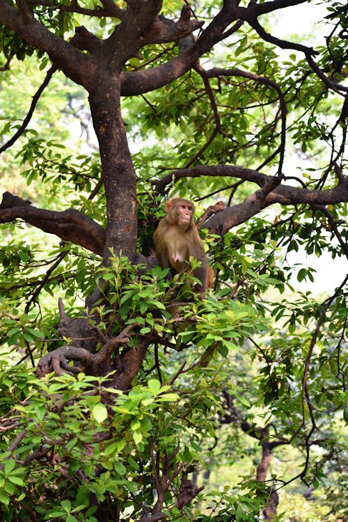 Macaque Sitting on a Tree