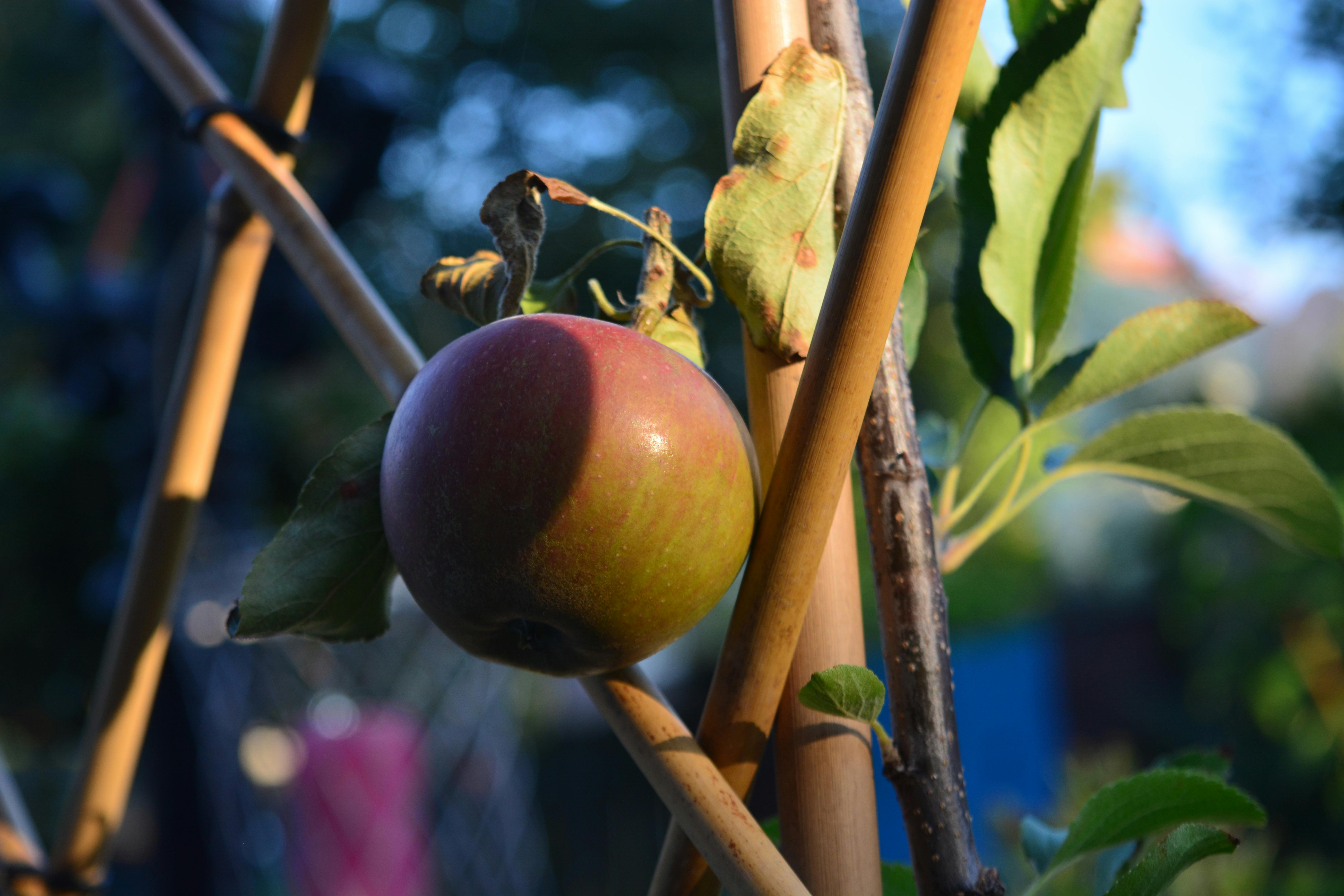 Free stock photo of apple, apple tree, fresh