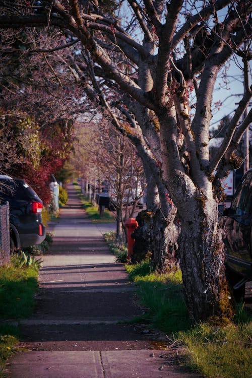 Photo of a Sidewalk in the Suburb