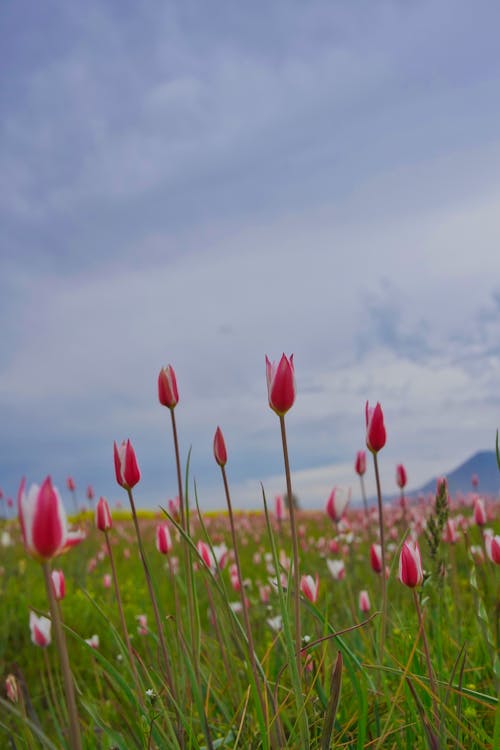 Pink Tulips on Meadow