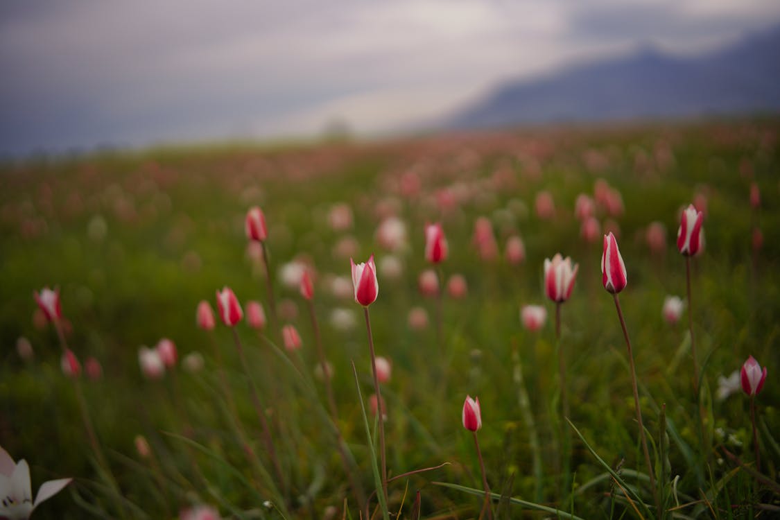 Gratis arkivbilde med anlegg, blomster, eng