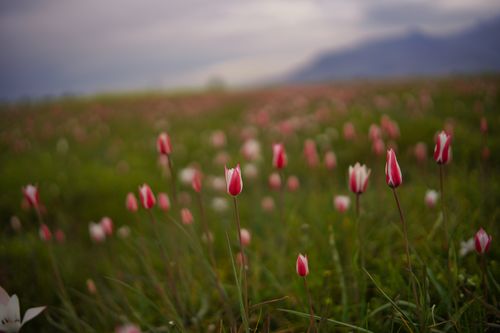 Free A serene meadow with blooming pink tulips under a cloudy spring sky. Stock Photo