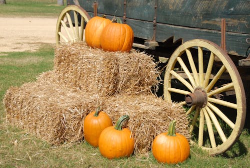Gratis stockfoto met 31 oktober, boerderij, buiten