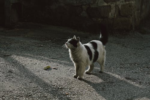 Ilmainen kuvapankkikuva tunnisteilla eläinkuvaus, jauhettu, kissa