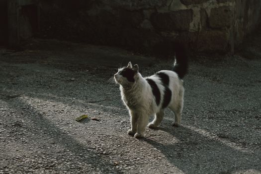 Free stock photo of animal, cat, cat eye