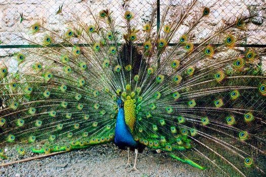 Free stock photo of beautiful, bird, bright