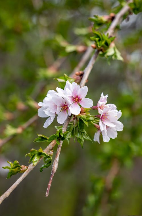 꽃, 모바일 바탕화면, 봄의 무료 스톡 사진