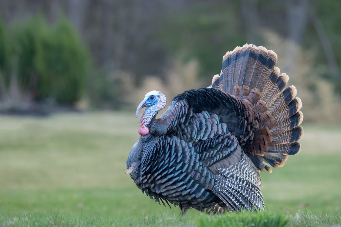 Wild Turkey Bird Free Stock Photo wild-turkey-bird-free-stock-photo