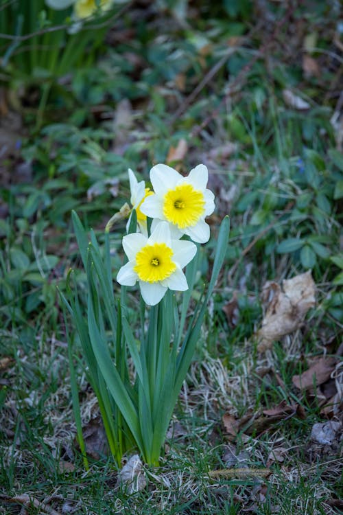 Free stock photo of daffodil, flowers, hd