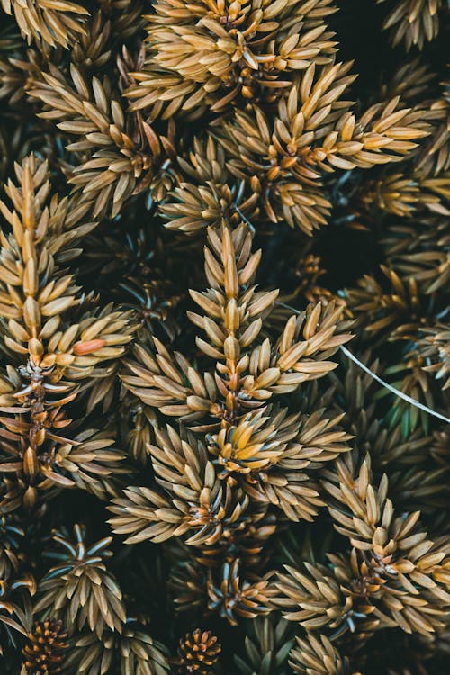 Close up of Evergreen Leaves