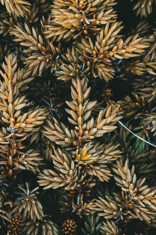 Free Detailed view of brown evergreen foliage showcasing unique texture and natural pattern. Stock Photo