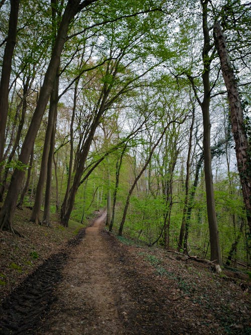 Foto stok gratis alam, hutan, jalan