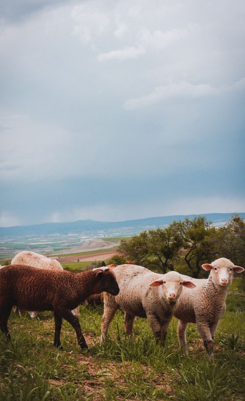 Free A picturesque view of sheep grazing in a lush pasture with rolling hills under a cloudy sky. Stock Photo