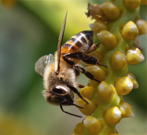 Close-up Photo of a Bee