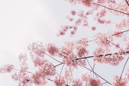 Free Delicate cherry blossoms creating a dreamy spring scene against a soft sky. Stock Photo