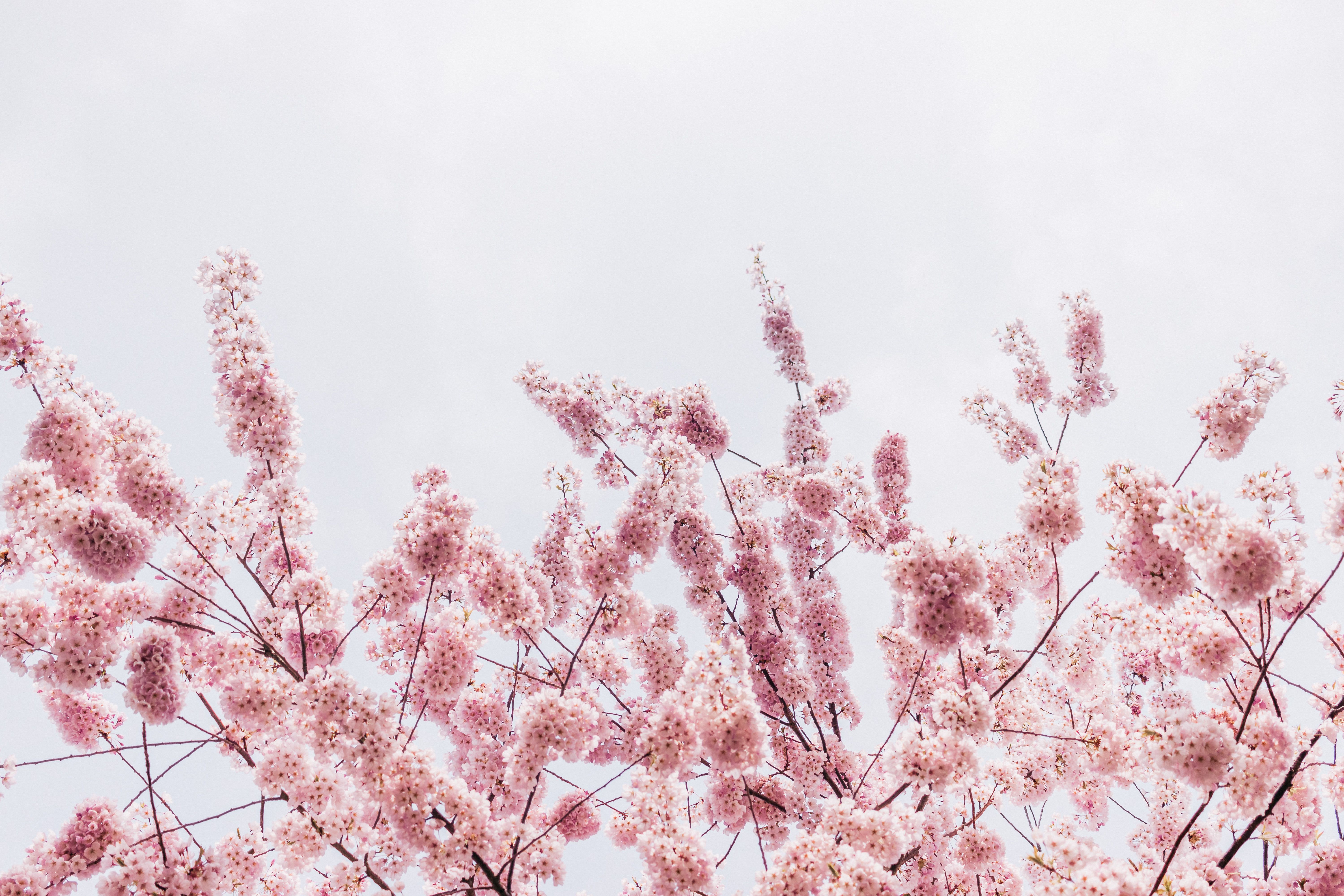 Photo of cherry blossoms free stock photo