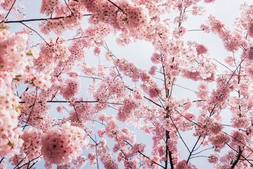 Free A beautiful view of cherry blossoms against a clear sky, evoking the essence of spring. Stock Photo
