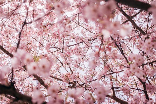 가지, 꽃, 로우앵글 샷의 무료 스톡 사진