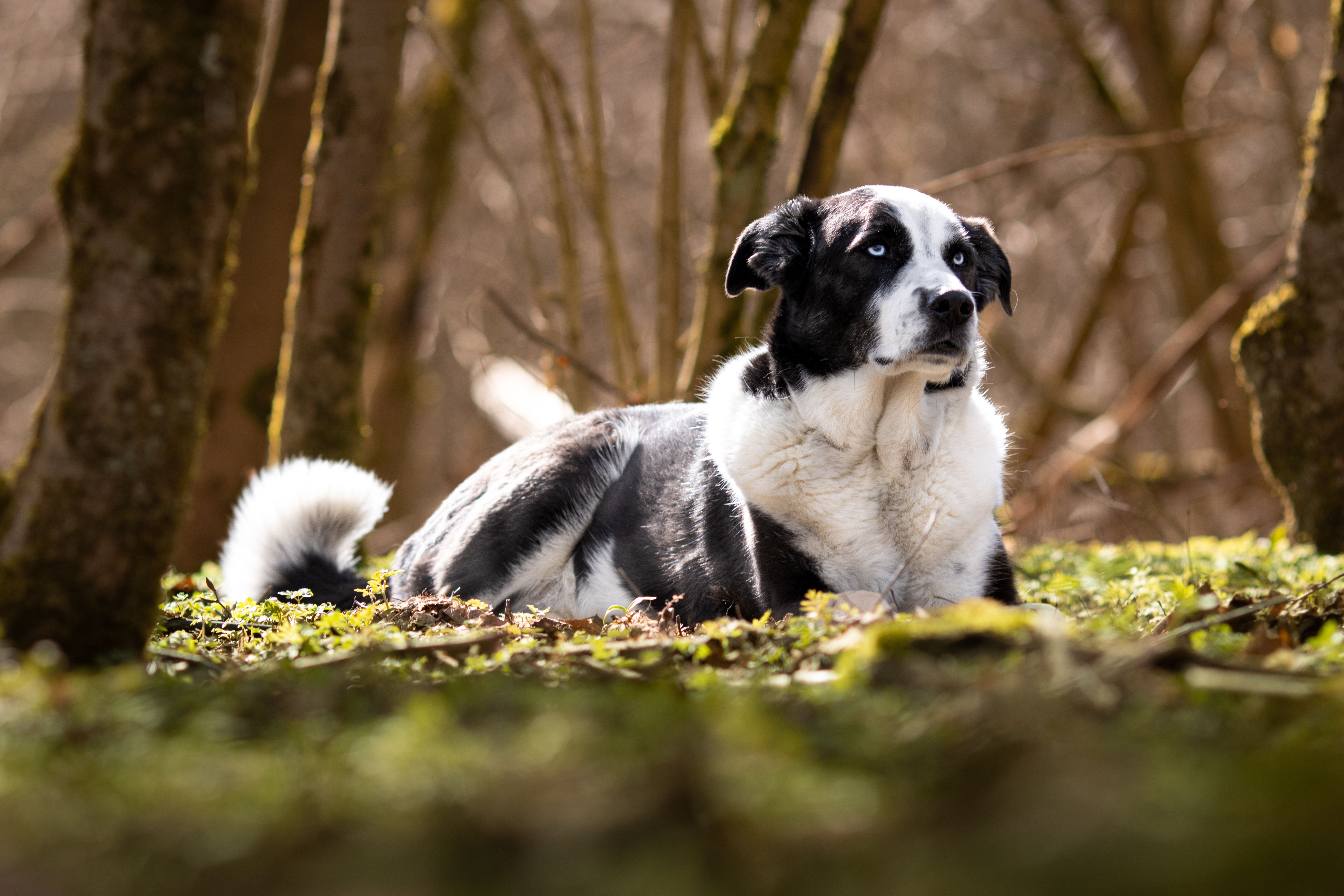 A Black and White Dog on the Ground in the Forest · Free Stock Photo