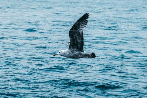 Free Seagull soaring over the ocean, captured in sharp detail with a focus on natural elegance. Stock Photo
