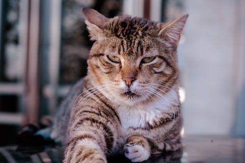 grumpy cat kitten