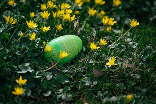 Free A colorful Easter egg nestled among bright yellow spring flowers in lush green grass. Stock Photo