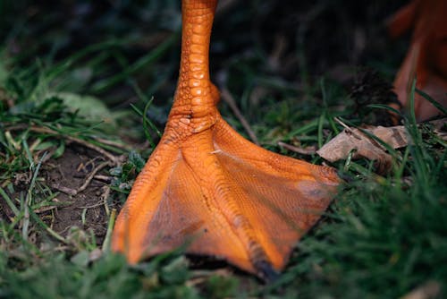 Close-up of a Leg of a Duck 