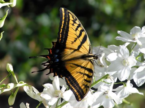 Mariposa Cometa Xochiquetzal (Papilio multicaudata)