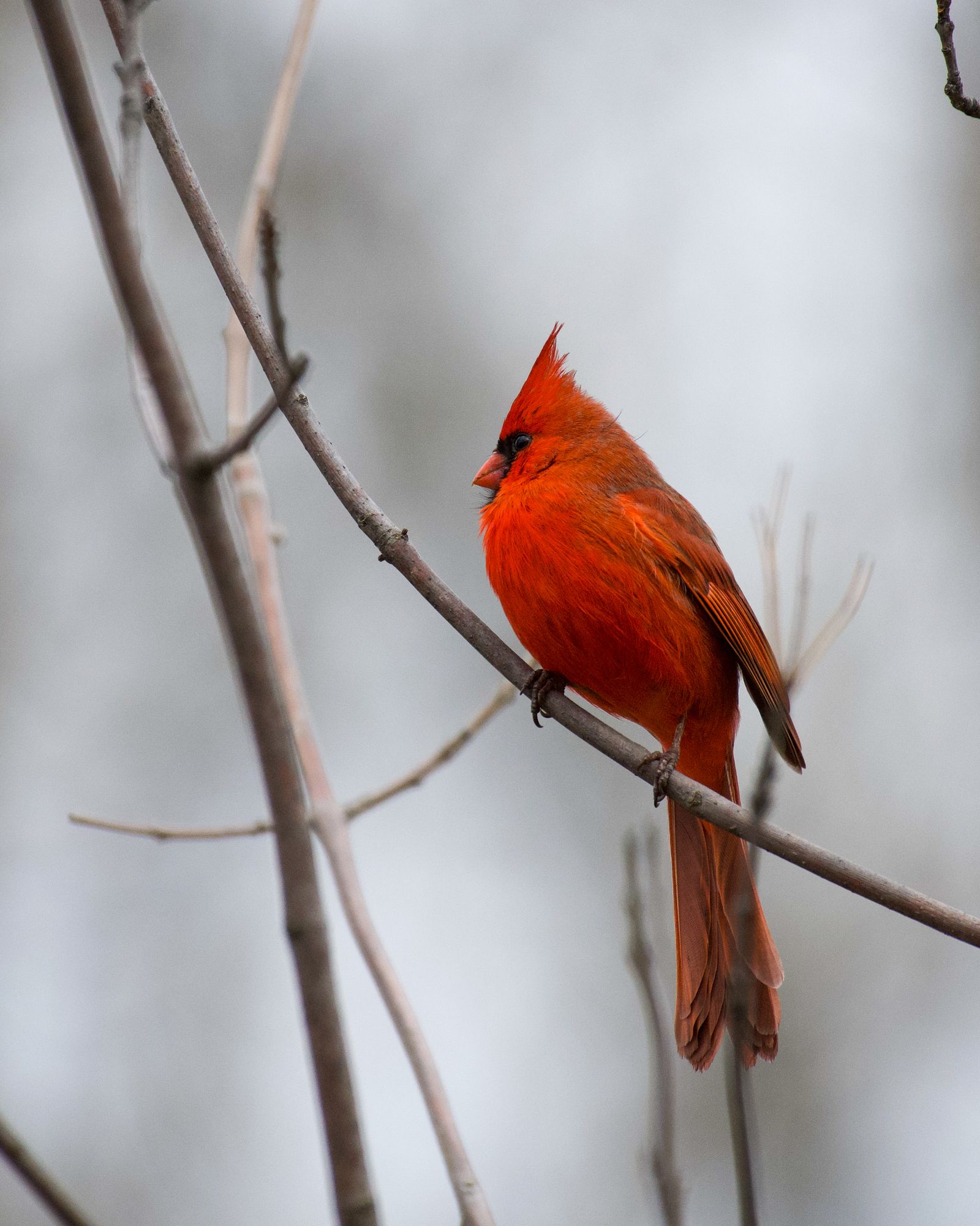 Cardinal Bird In Tree Red Cardinal Bird on Tree Branch · Free Stock Photo