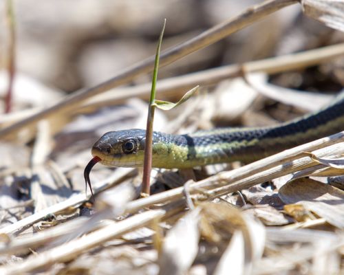 Free Close-up of an eastern garter snake slithering on sunlit ground among dry leaves. Stock Photo