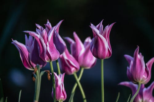 คลังภาพถ่ายฟรี ของ กลีบดอก, ดอกทิวลิป, ธรรมชาติ