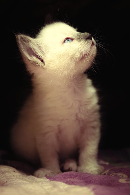 Fotos de stock gratuitas de # gato # fotografía, adorable, amante de los gatos