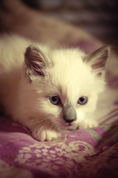 Free Cute fluffy kitten with blue eyes lying on a patterned blanket indoors. Stock Photo
