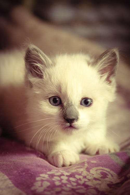 Fotos de stock gratuitas de # gato # fotografía, amante de los gatos, amor de gato