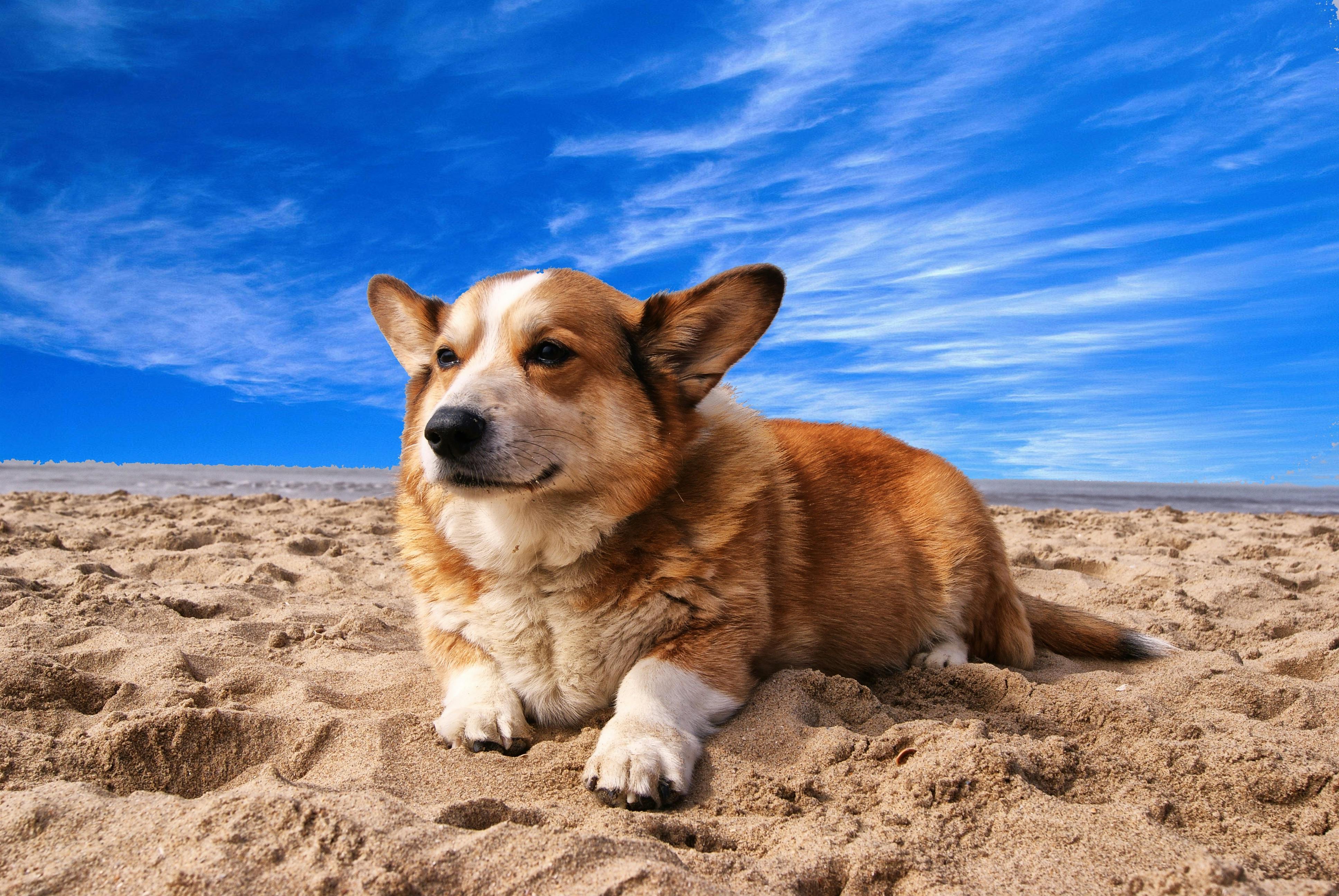 Corgi photos store