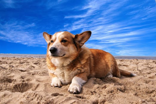 Pembroke Welsh Corgi Lying on the Sand Under White Cloud Blue Sky