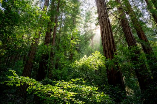 Captivating view of sunlight filtering through tall redwood trees in Muir Woods.