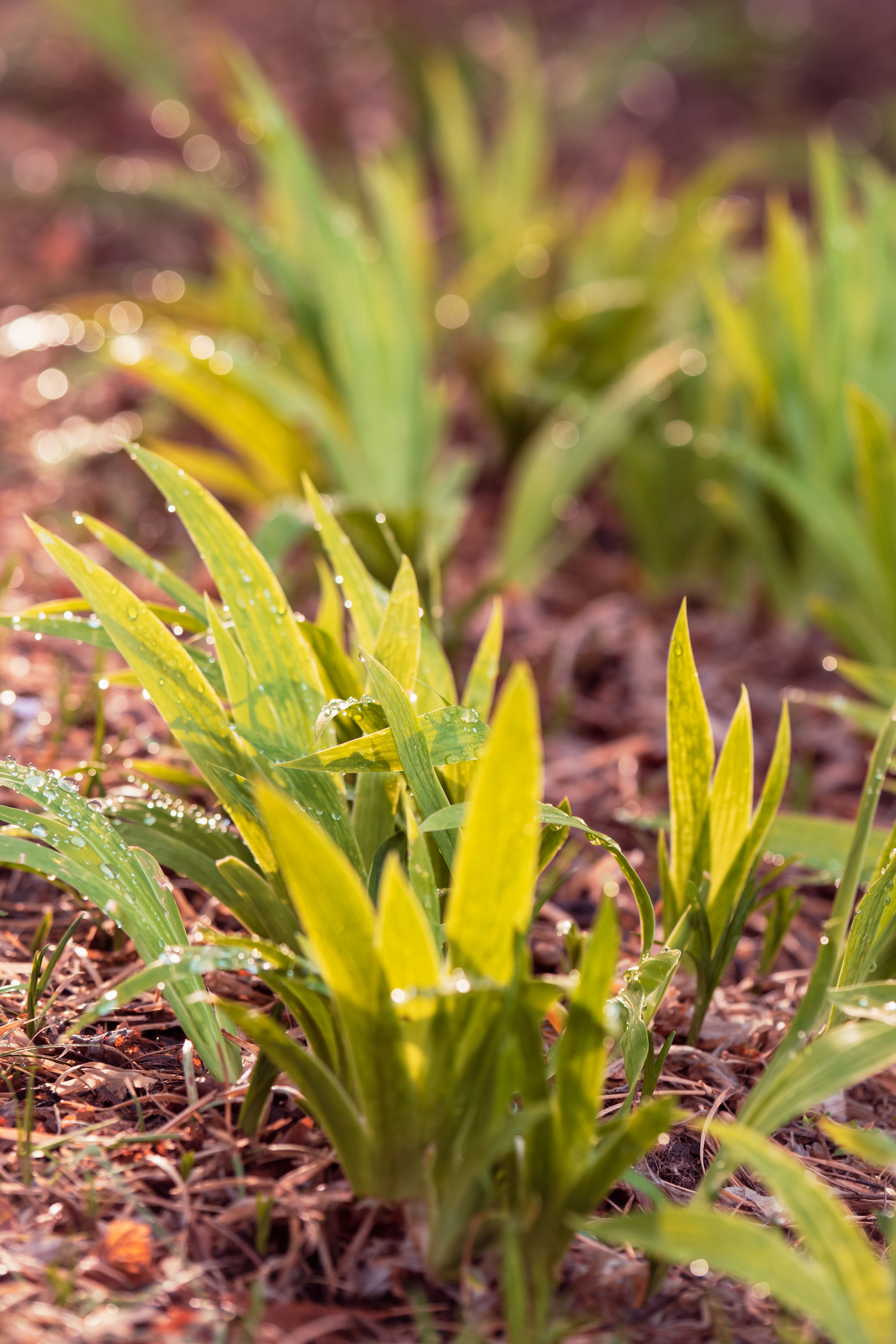 Close-up of vibrant green leaves with dewdrops, capturing the essence of springtime growth.