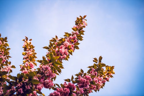 Darmowe zdjęcie z galerii z gałęzie, kwiaty, kwitnięcie