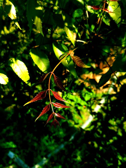 Gratis stockfoto met bladeren, groen, prachtige natuur