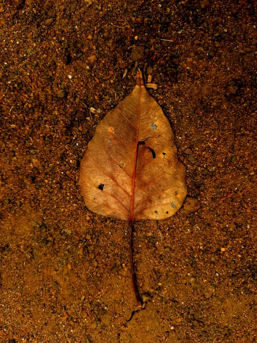 Close-up of a Dry, Brown Leaf Lying on the Ground 