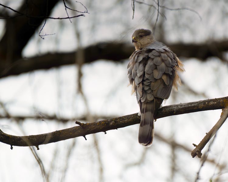 Close-up Of Shikra, Accipiter Badius, On A Tree Branch 